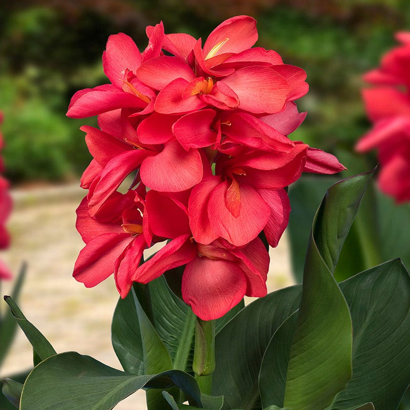 CannaSol⢠Happy Isabel Canna Lily