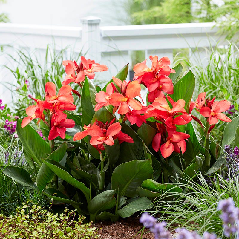 CannaSol⢠Happy Isabel Canna Lily - Image 2