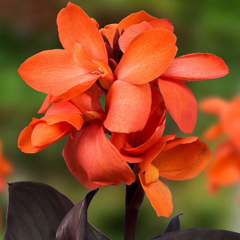 CannaSol⢠Happy Wilma Canna Lily