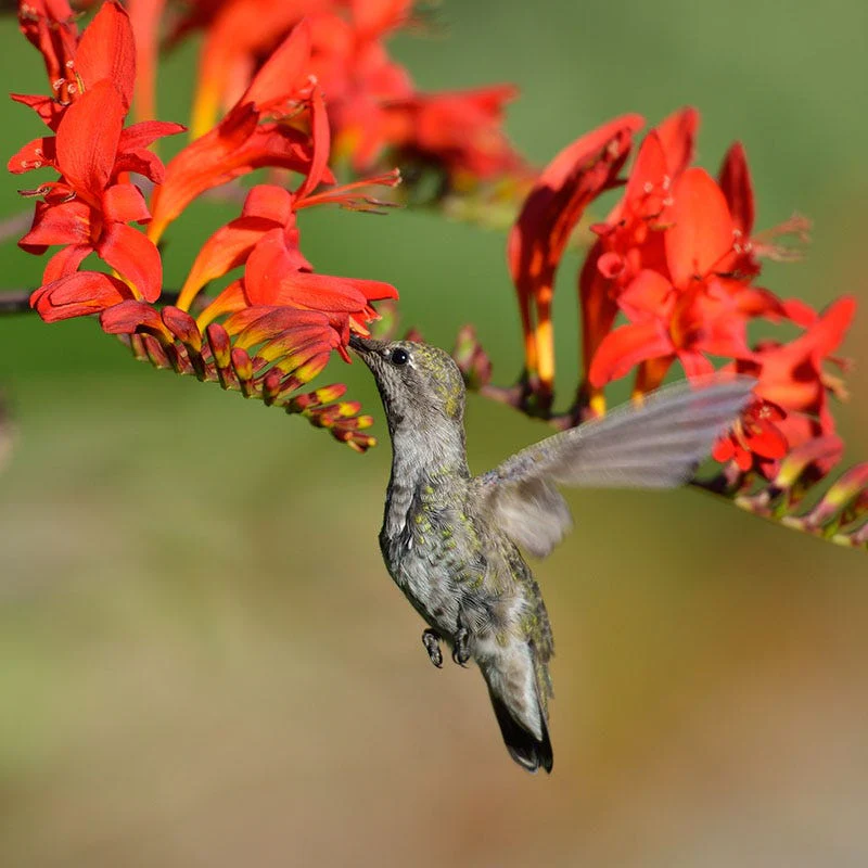Lucifer Crocosmia