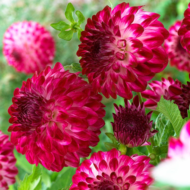 Caproz Pizzazz Semi Dinner Plate Dahlia