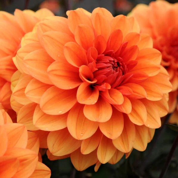 Evening Glow Dahlia Collection - Image 5