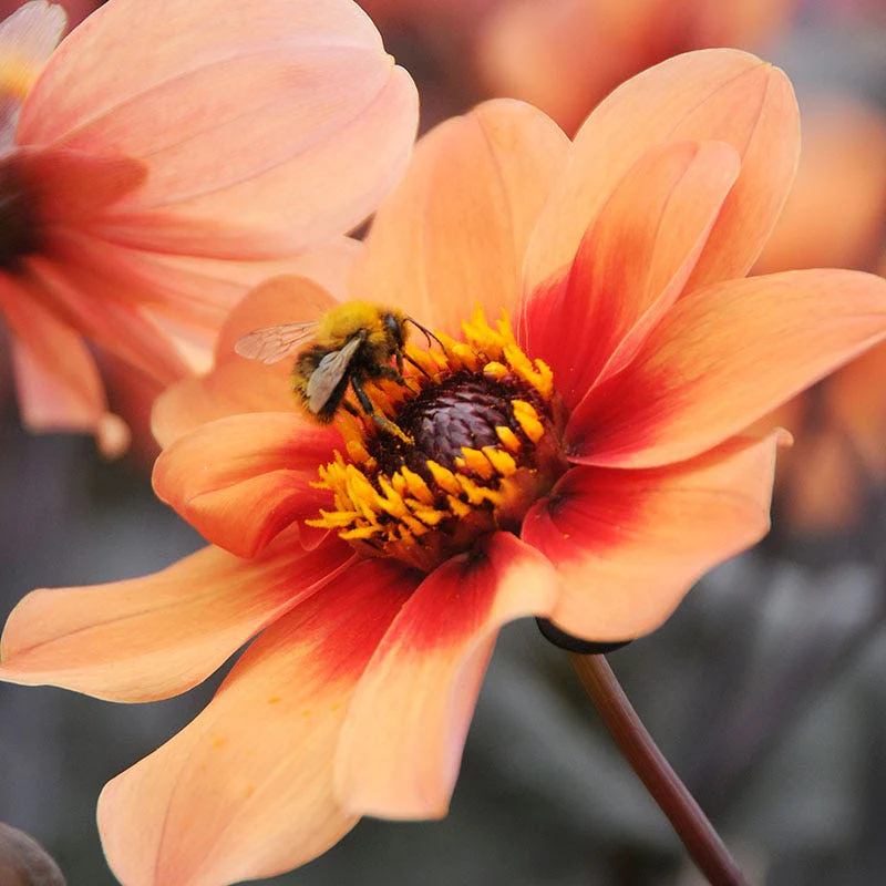 Happy SingleĀ® First Love Dahlia