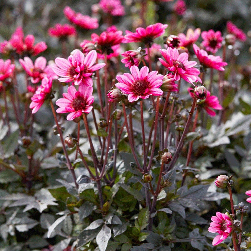 Pretty Woman Dark Angel Dahlia