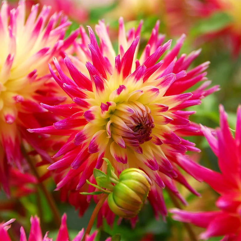 Tahiti Sunrise Semi Cactus Dahlia