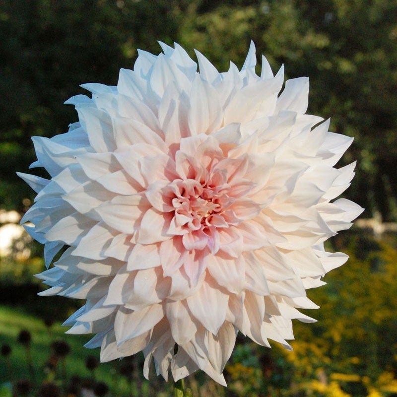 Cupcake Dinner Plate Dahlia Collection - Image 2