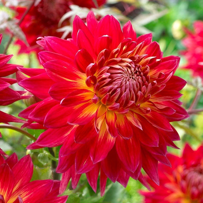 Radiant Dinner Plate Dahlia Collection - Image 2