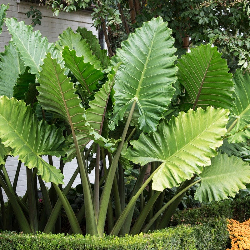 Portora Upright Elephant Ear