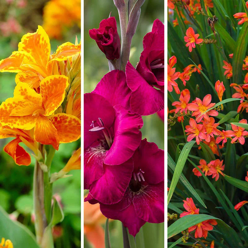 Hot Summer Heights Bulb Collection