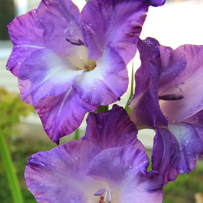 Nori Gladiolus