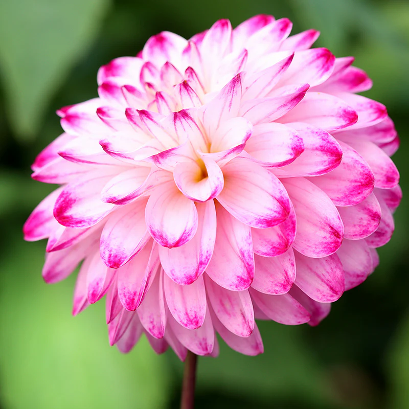 Little Robert Pompon Dahlia - Image 2