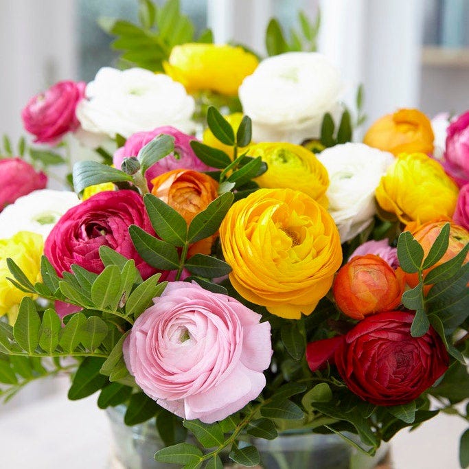 Tecolote Ranunculus Mix