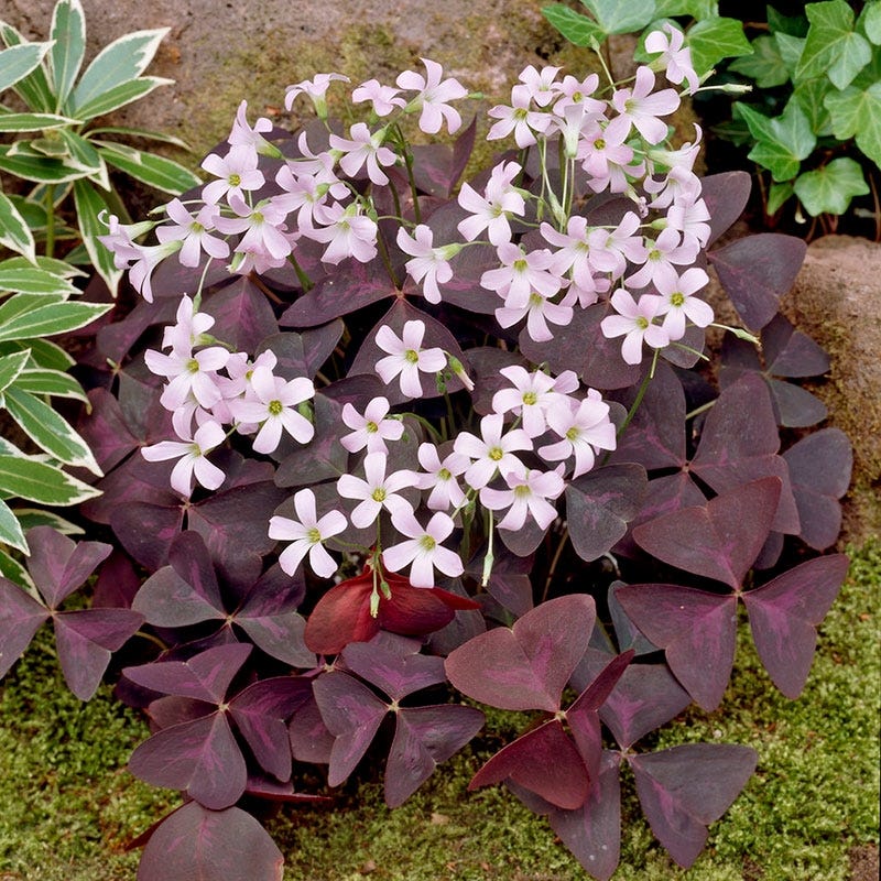 Purple Shamrock