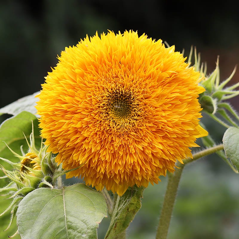 Giant Teddy Bear Sunflower Seeds