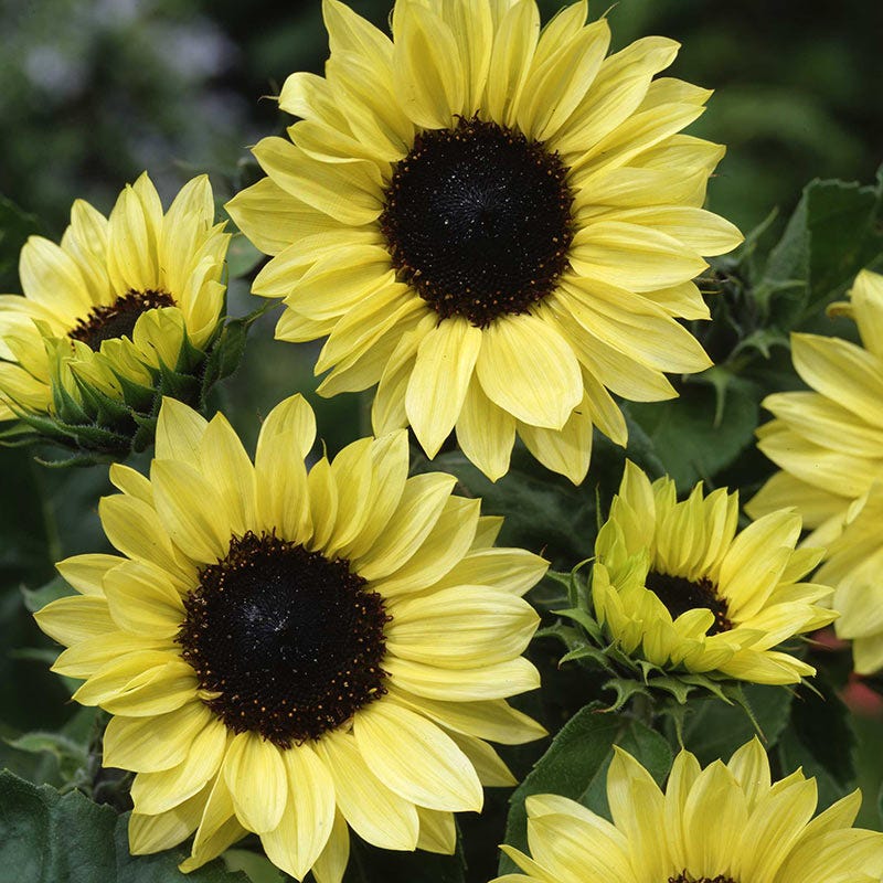 Moonshine Sunflower Seeds