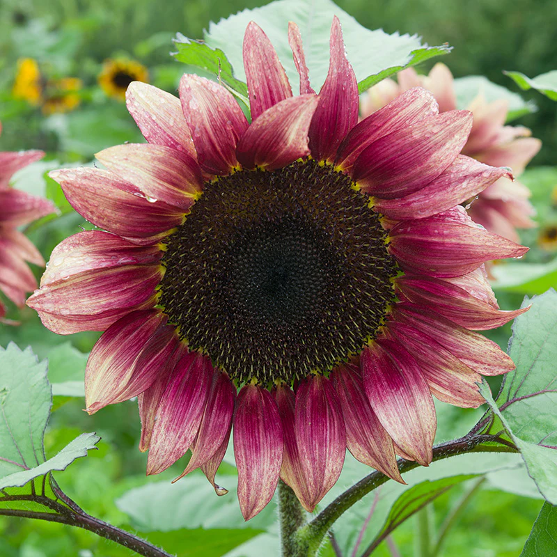 ProCut® Plum Sunflower Seeds