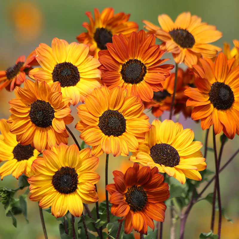 Soluna Bronze Beach Sunflower Seeds
