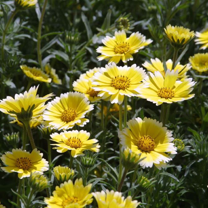 Tidy Tips Seeds