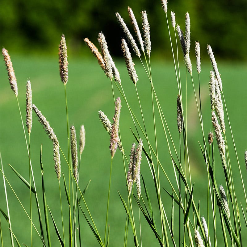 Timothy Grass Seeds