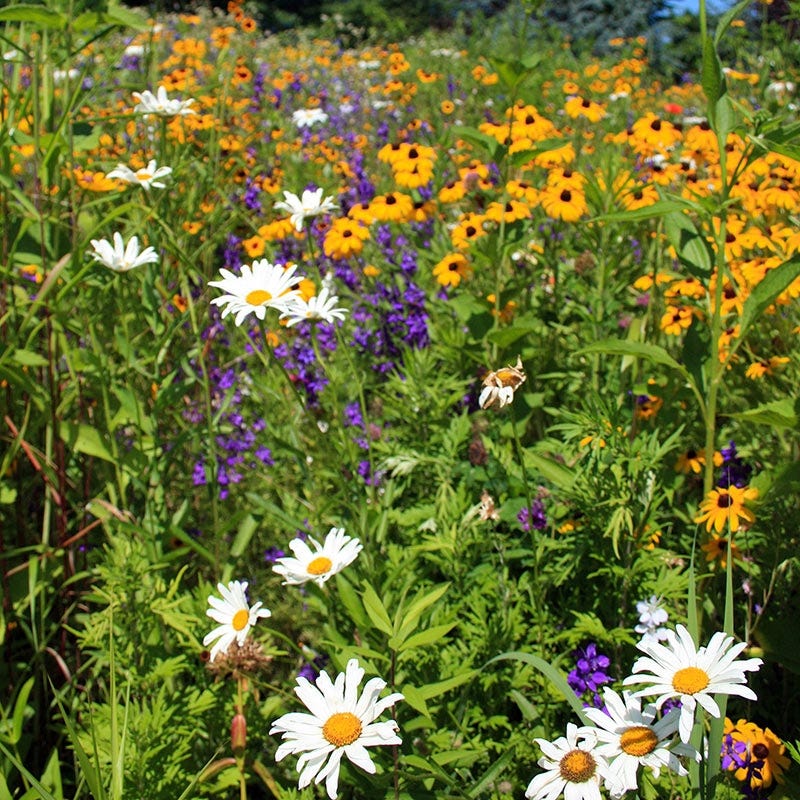 West Select Wildflower Seed Mix - Image 7