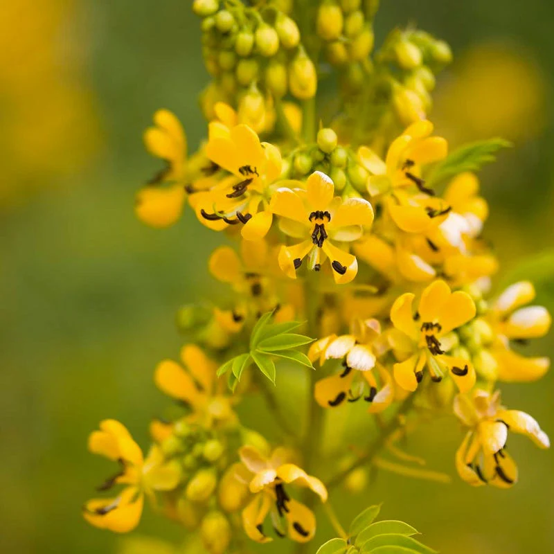 Wild Senna Seeds