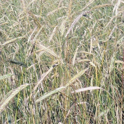 Winter Rye Grass Seeds - Image 2