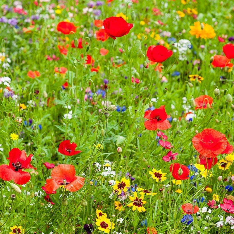 Wisconsin Select Wildflower Seed Mix - Image 2